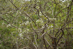 Pavetta crassicaulis